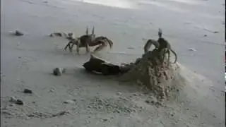 cave story: crab edition (2017)
