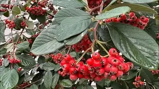 Ягоды для украшения дома зимой