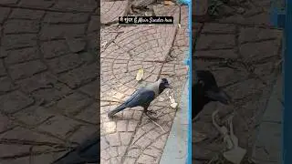 मैं सुंदर हूँ Main Sunder hun I ❤ #crow #birds #birdlovers #beautiful #song #music #shorts
