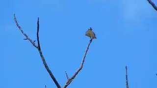rusty margined Flycatcher call