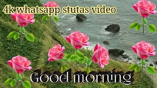 Good morning 2026 New whatsapp / good morning video/ beautiful falowar video / whatsapp stutas video