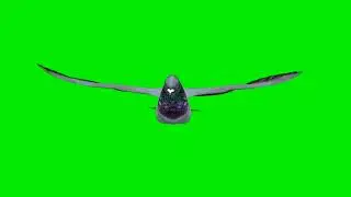 Pigeon Gliding Green Screen || कबूतर उड़ना ग्रीन स्क्रीन || Pigeon Green Screen Background Video