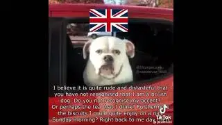 Bri&rsquo;ish dog