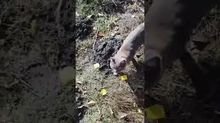 Как кот помогал репку тянуть.