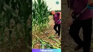 INSANE Cutting Power! Watch This Machine DESTROY Corn Stalks 🤯 #powertools #satisfying #destruction
