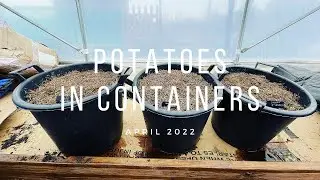 How to Grow Potatoes in Pots | First Early Potatoes | 30 Litre Pots for Potatoes