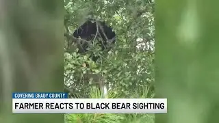 Farmer reacts to black bear sighting near cattle