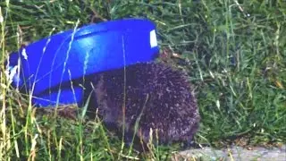 Hedgehog under feeder.