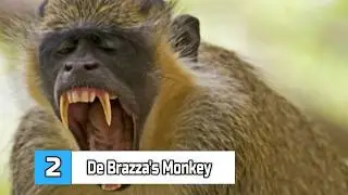 TOP 10 Most Expensive Animals In The World