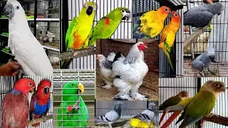 Sunday Birds Market Rasheedabad Latest Price & Update 20 July 2025 #sundaybirdmarket #sundaybirds