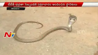 Cobra Snake Hulchul at Tirumala | NTV