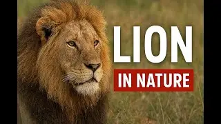 lion | lion facts | lion information | lion video for kids | lion documentary | lion animal facts