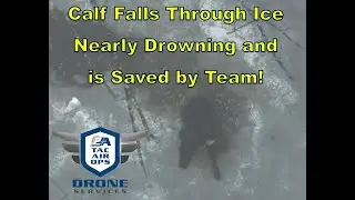 Teaser Trailer for Full Video of Calf that Falls Through Ice & Nearly Drowns in Middleton NH Drone