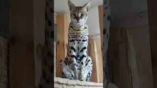 Сервал Жора красиво ждёт свою еду 🤗Big serval is waiting to be fed #caracal #каракет #каракал
