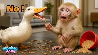 Monkey Molly cries when her poor duck refuses to eat