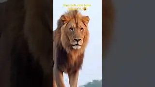bina bole viral hoke dikhata hun 😱 #foryou #lion #music #funny #animals #freestyle #facts #lionking