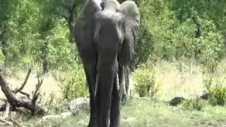 Mud-Bathing Elephants