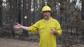 Tribal Land Management Practices Help Save Trees within the Bootleg Fire Perimeter