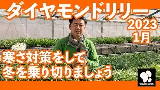ダイヤモンドリリー 1月の様子　◆横山園芸 公式◆　【2023】