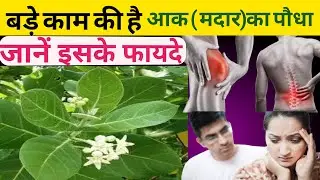 आक (मदार) के फायदे और नुकसान | Health Benefits Aak | Aak Ke fayde
