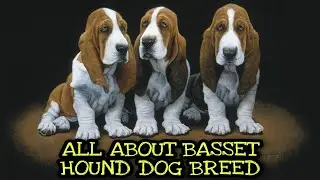 Basset hound dog breed information in Hindi / Urdu l All about Basset hound