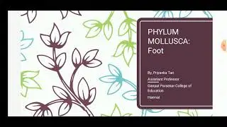 Phylum mollusca Foot in different class of mollusca