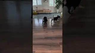 #helpdogs #puppy #rescueefforts #bulldog #dogrescue #cute #cutepet #animal