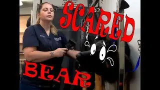 SCARED BEAR WORST BEHAVED DOG, on the grooming Table. Furology, Kylie the Groomer