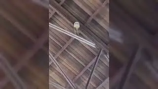 An Owl Vibing Out to a Church Choir (Full Song)