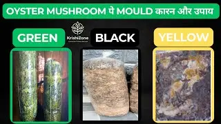 Green Mold, Black Mold, Yellow Mold कारन और उपाय | Oyster Mushroom