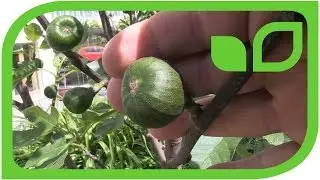 The Fig Gustissimo Perretta in the second year after freezing down