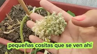 FLORACI&Oacute;N de CEBOLLA  🧅