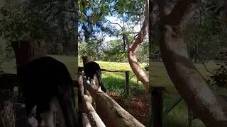 Big Kitty on the farm 😺#cat #squirreltailcat
