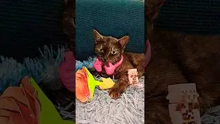 Китти в тренде 🤩 #sprunki #cat #shorts #fyp