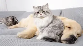 Kitten and Golden Retriever Attacked by a Sweet Sleep