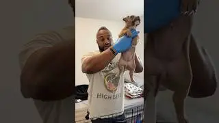 Голодающие щенки