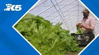 DOGE cuts hit small farms in western Washington