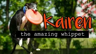 Kairen, the amazing whippet - tricks, agility, frisbee