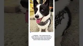 Top Five Adorable Corgi Mixes That Are Pawfect For You! #dog #pets #doglover #cutedog #corgi