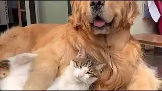 #animals#cat#funny1 HOUR FUNNY CATS COMPILATION 2021😂| Funny and Cute Cat Videos!😸