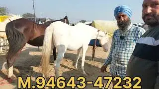 Muktsar Horse Fair 2026 ਵਿੱਚ 6 ਘੋੜੀਆਂ ਵਸ਼ੇਰੀਆ ਵਿਕਾਉ ਆ ਕਰੋ ਸੰਪਰਕ 