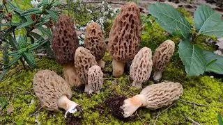 Spugnole in macchia mediterranea