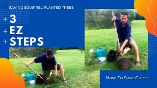 Super EZ Way To Save Squirrel Planted Trees From The Yard