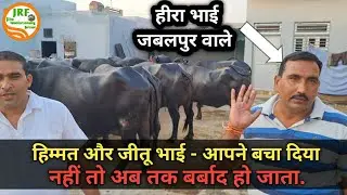 👍#Himmat Dairy Farm👍One of the Best #Murrah #Sellers of Haryana 👍Himmat bhai (9813117054)👍
