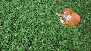 ​