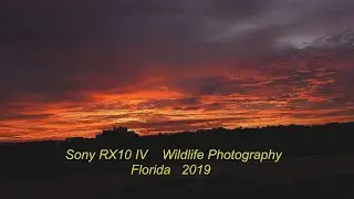 Sony RX10 IV  Wildlife Photography   Florida   2019