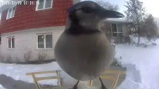 Daily Birdwatching - Netvue Birdfy Birdfeeder Cam - January 20, 2026
