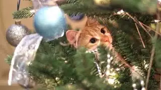 Cuties First Christmas by me... MsGood Meow @ age 7yrs.
