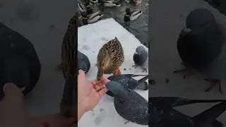 Жители парка Горького: ручные уточки, вороны