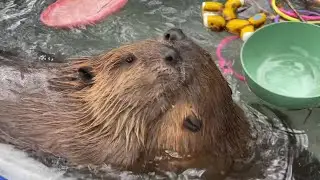 Tater and Turnip love rainy days